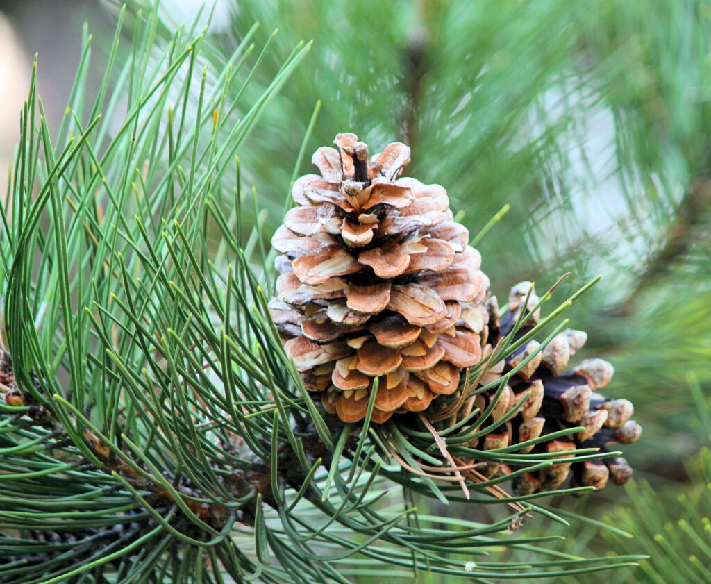 What is Pine Cam? (Learn how it works and benefits quickly)