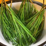 What is Pine Cam? (Learn how it works and benefits quickly)
