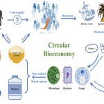 Is cha fan n/a good for diets? (Simple facts and calories guide explained here)